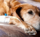 LA PANCREATITE ACUTA NEL CANE